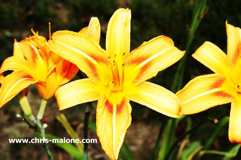 Lots of scenic nature with Memphis' pleasant spring time weather