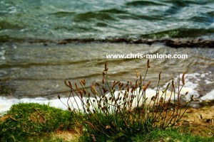 On the edge of Patriot Lake in Memphis