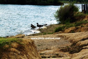 Duck bath time at Shelby Farms/ Memphis,TN.