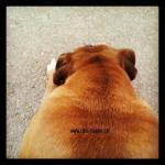 My dog Duke, my love in deep thought...Doggy thought