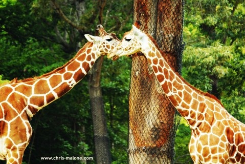 Giraffe talk at NC Zoo- Asheboro